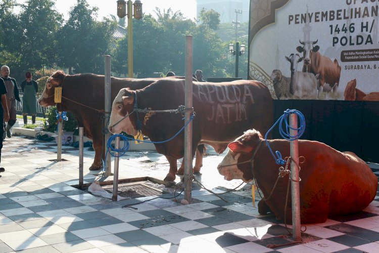 Polda Jatim Salurkan Ratusan Hewan Kurban di Hari Raya Idul Adha 1446 H
